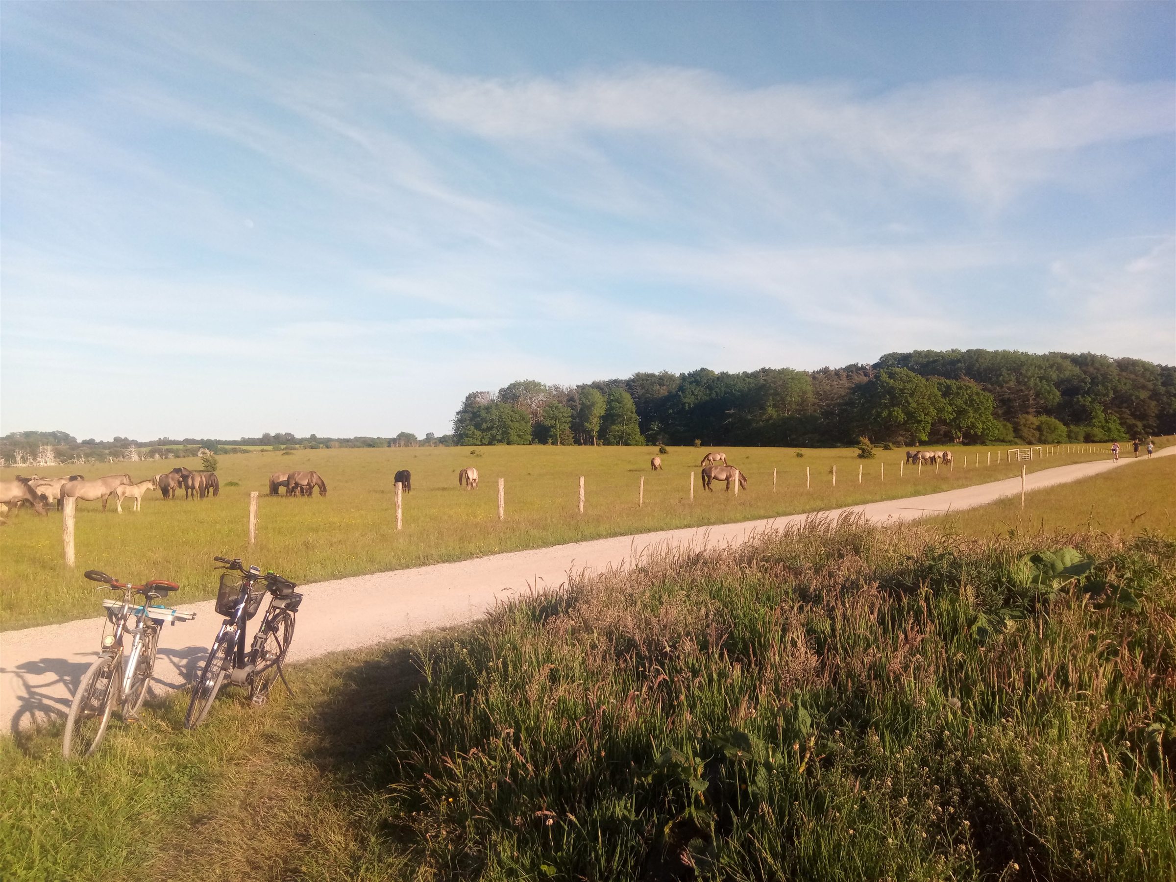 Konikpferde grasen neben einem Rad- und Wanderweg